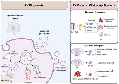 Roles of extracellular vesicles derived from healthy and obese adipose tissue in inter-organ crosstalk and potential clinical implication